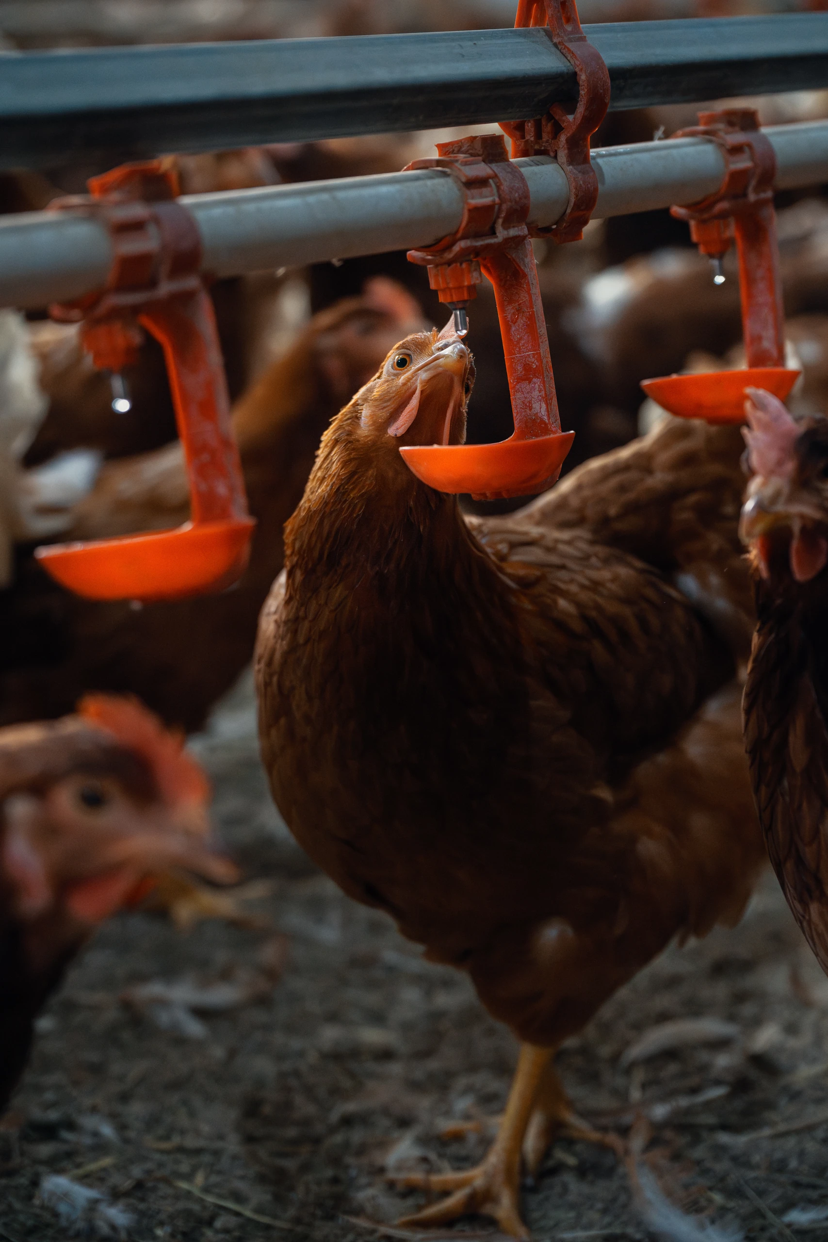 계사를 돌며 닭들의 상태를 봐요. 하루 중 가장 반가운 시간.