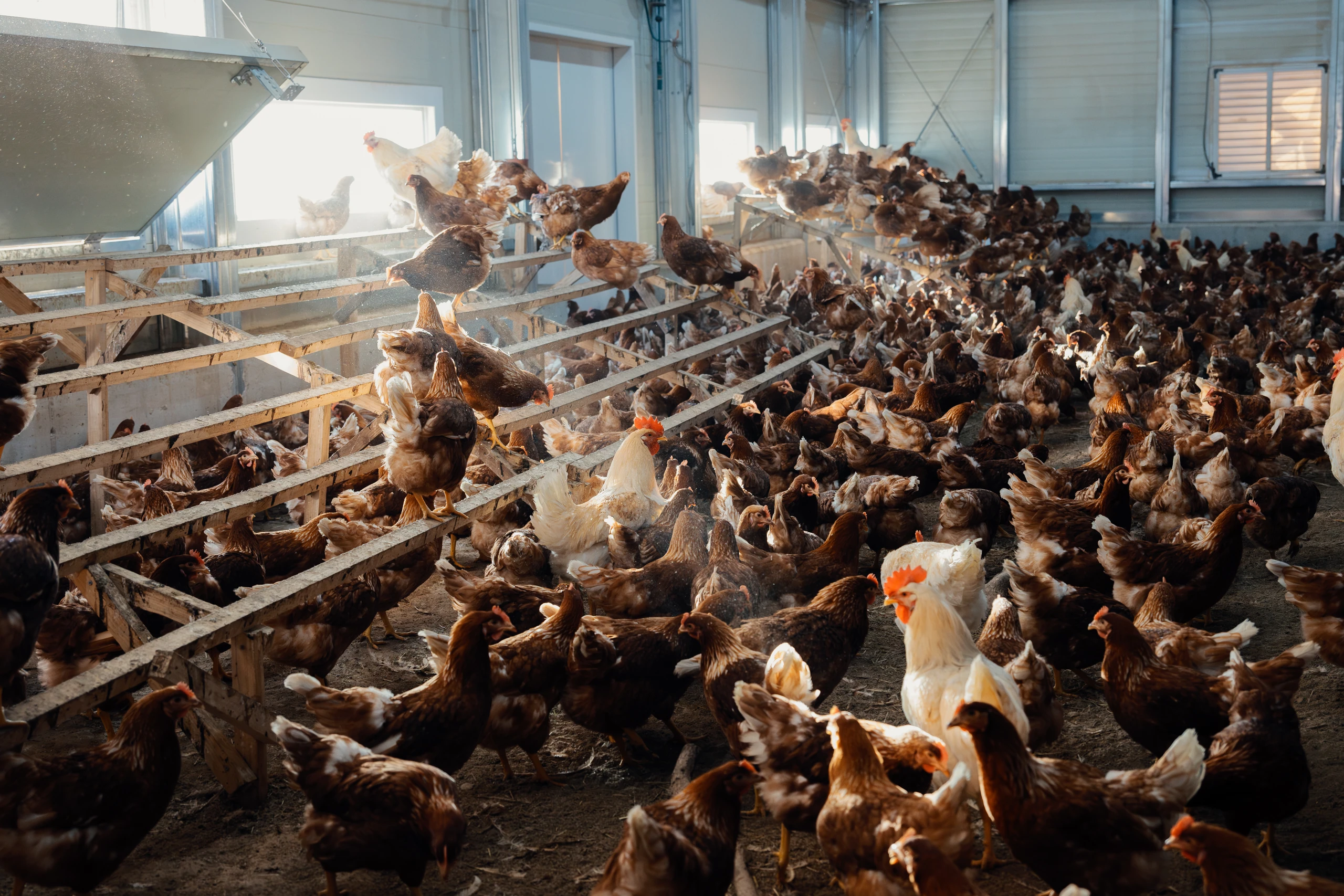 계사를 돌며 닭들의 상태를 봐요. 하루 중 가장 반가운 시간.
