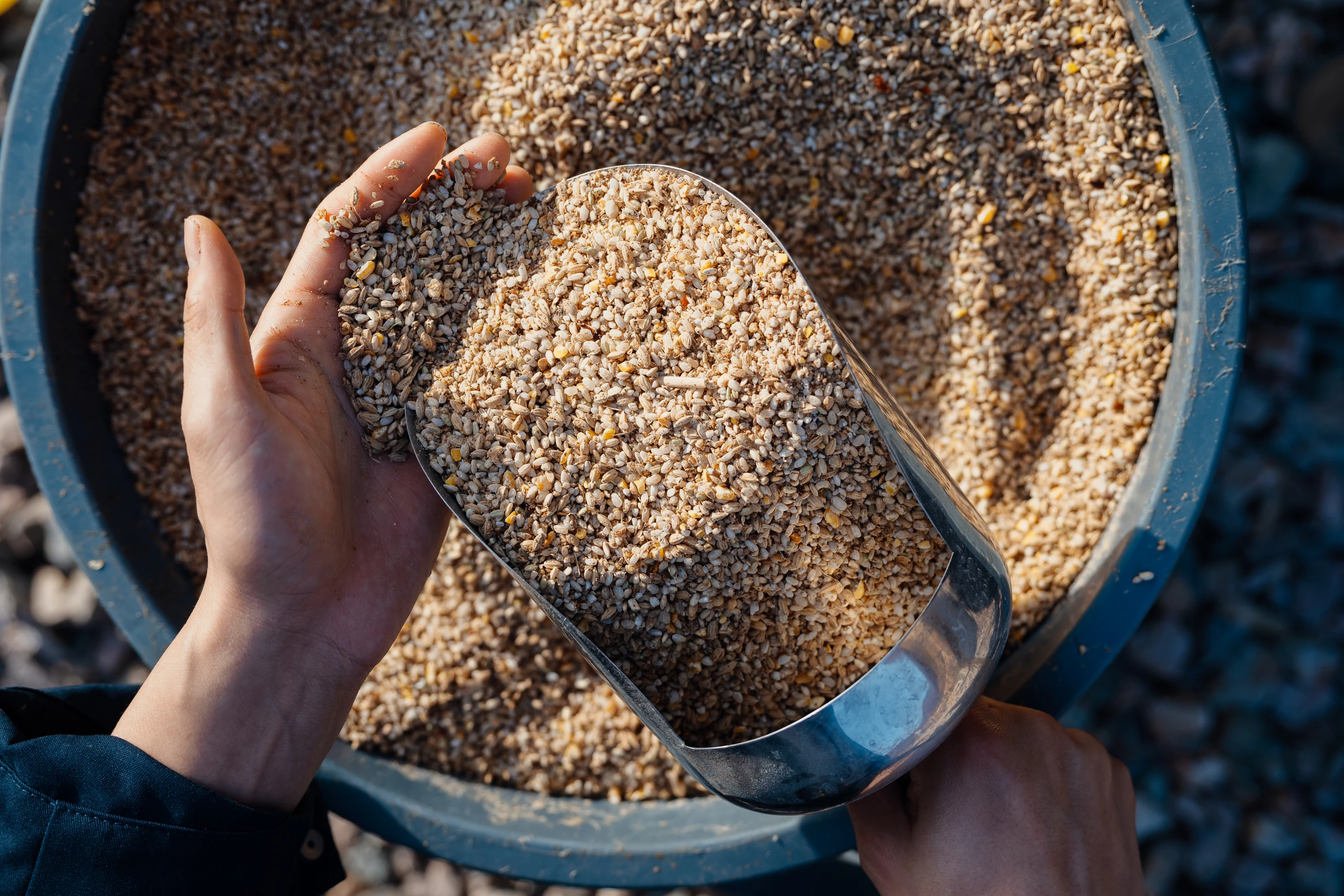 어제부터 발효시킨 사료. 건강한 흙내음이 납니다.