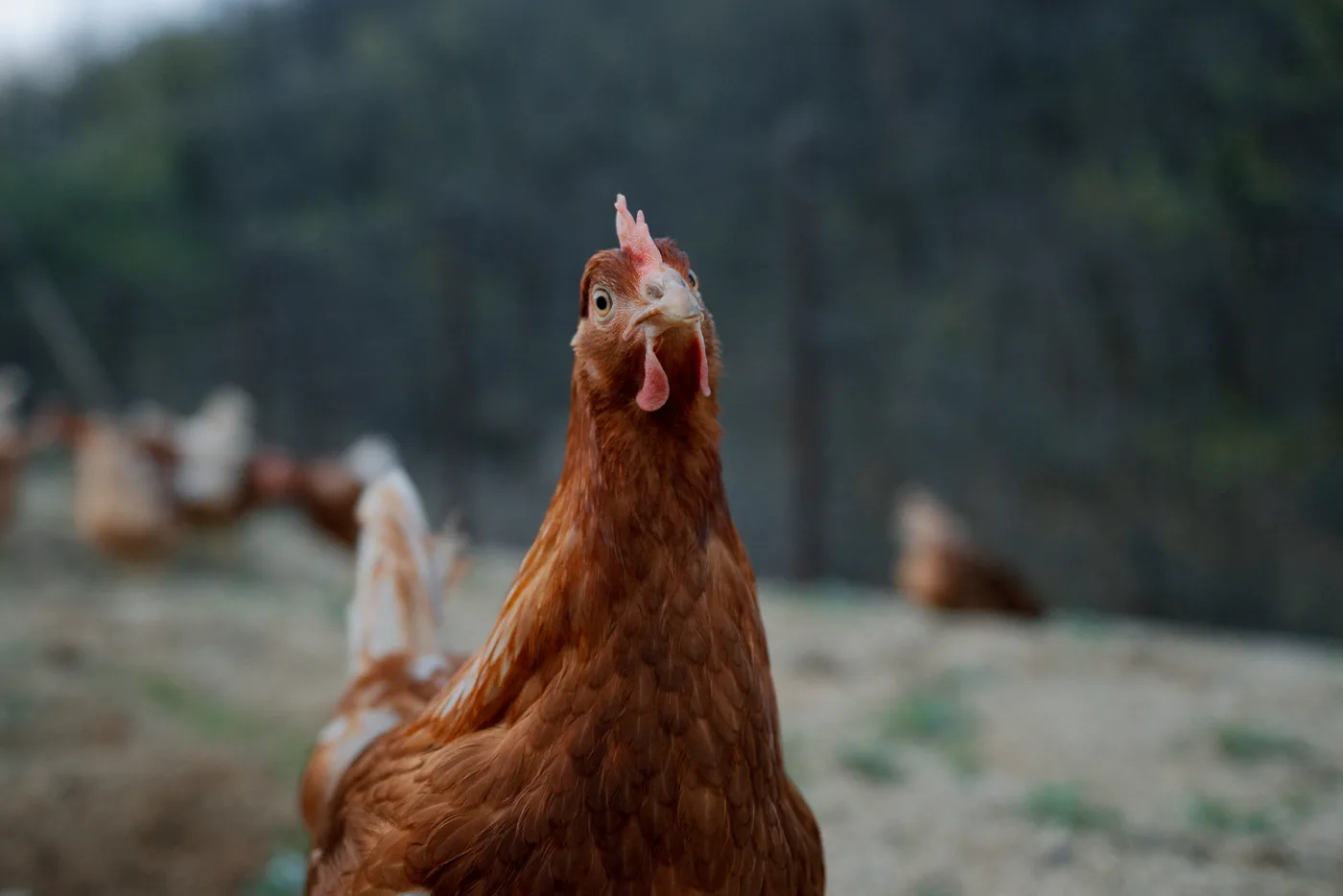 아침에계란 가족의 일상 4