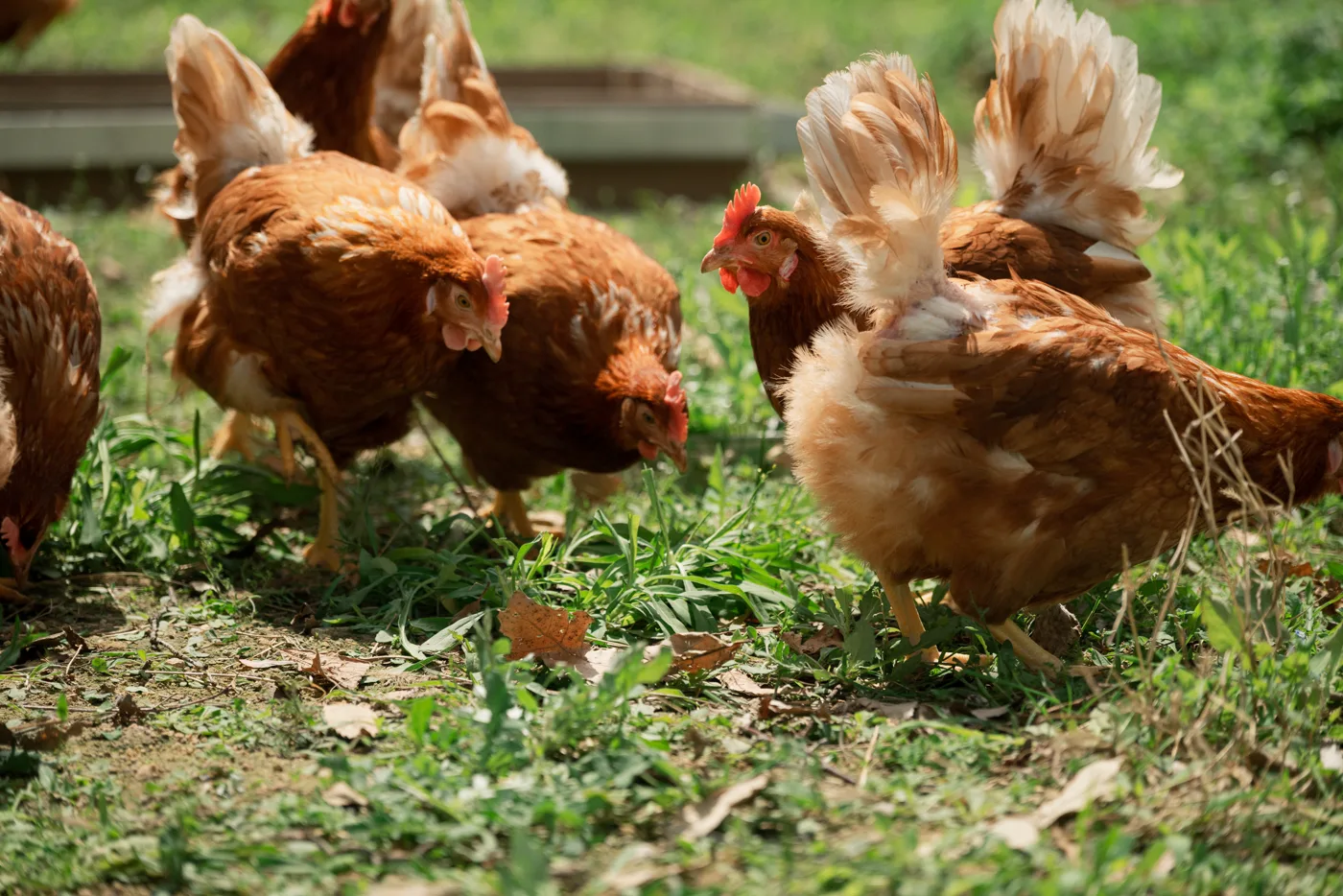 아침에계란 가족의 일상 13