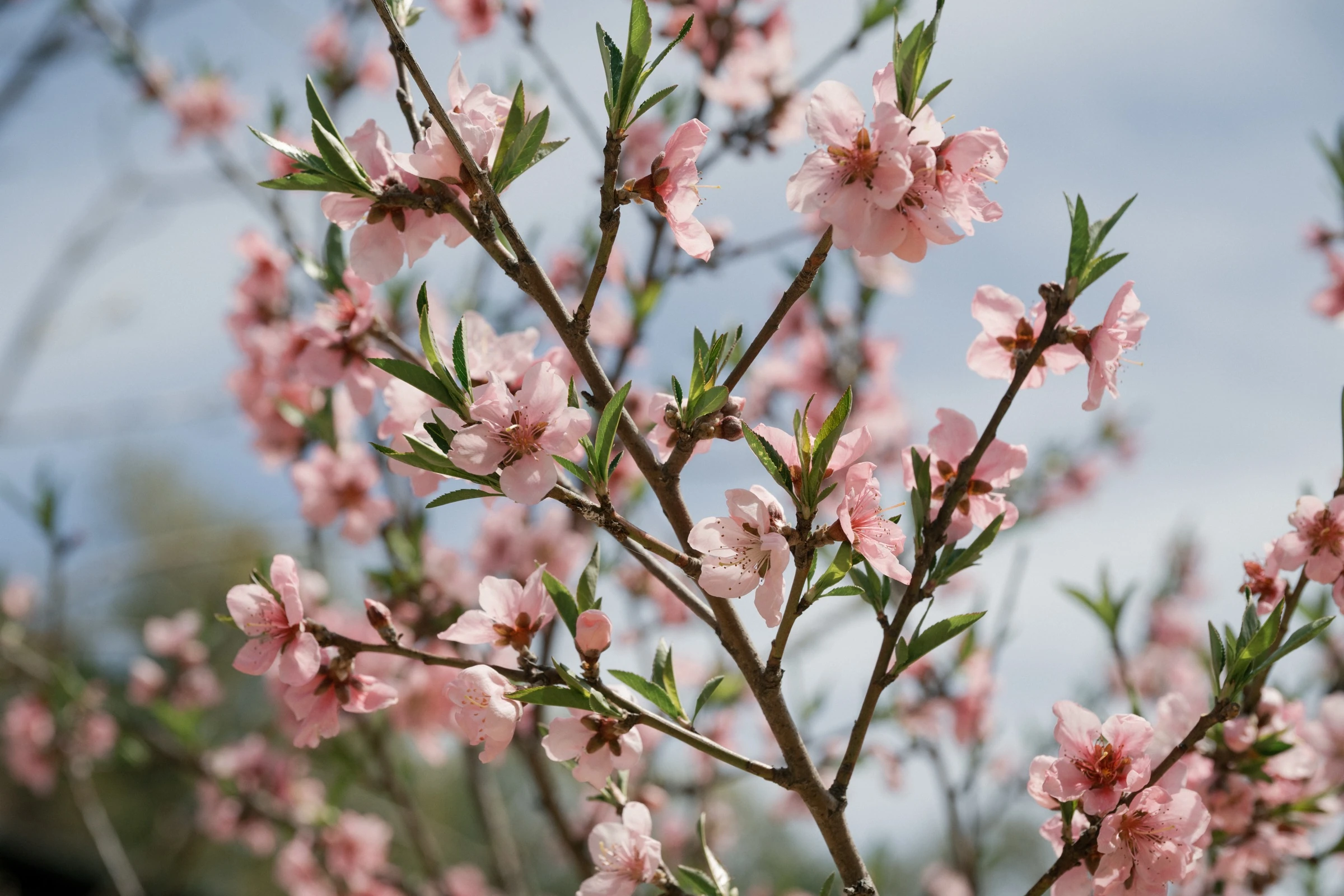 봄의 영덕 농장